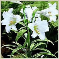 Heirloom (Heirloom scientific name) for planting in garden
