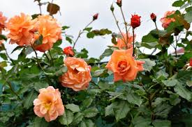 Orange Climbing Rose Plant Seeds for Planting Non-GMO Heirloom Garden Seeds for Growing