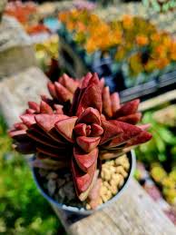 Red Pagoda Plant Seeds for Planting - NON GMO Seeds