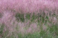 Purple Hairawn Muhly Plant Seeds for Planting