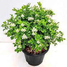 Green Murraya Plant Seeds for Planting - heirloom & Non GMO Seeds