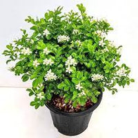 Green Murraya Plant Seeds for Planting - heirloom & Non GMO Seeds