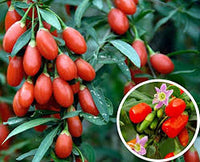 Lush Goji Berry Plant Seeds - Perfect for Health-Conscious Gardeners 100 Pcs pcs