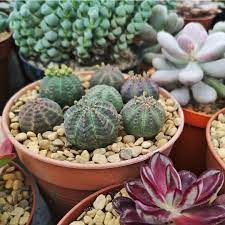 Green Euphorbia Obesa Plant Seeds for Planting - NON GMO Seeds