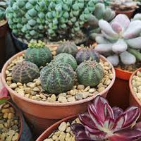 Green Euphorbia Obesa Plant Seeds for Planting - NON GMO Seeds
