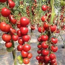 Climbing or Waterfall Tomato Seeds for Planting - 100 Pcs pcs