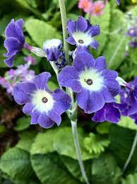 Blue Primula Auricula Seeds for Planting – Organic, Heirloom, Non-GMO Flower Seeds