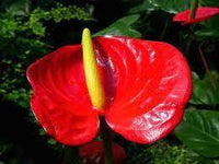 Red Anthurium Flower Seeds for Planting - Heirloom and Non-GMO garden seeds