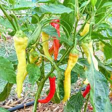 Ierapetras Hot Pepper Seeds for Planting, 100 Pcs pcs