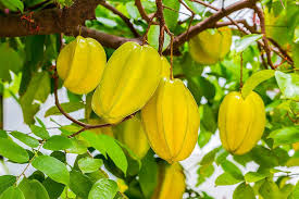 Thai Starfruit Averrhoa Carambola Fruit Seeds for Planting - Tangy and Exotic Fruit for your Backyard Orchid