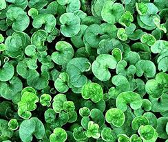 Heirloom Non-GMO Green Dichondra Repens Lawn Seeds â€“ Lush Ground Cover for Garden Planting