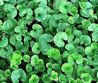 Heirloom Non-GMO Green Dichondra Repens Lawn Seeds â€“ Lush Ground Cover for Garden Planting
