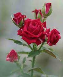 Fragrant Red Rose Plant Seeds for Garden Heirloom Non-GMO Seeds for Planting and Growing