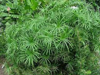 Green Cyperus Alternifolius Planting Seeds for Garden - NON GMO Seeds