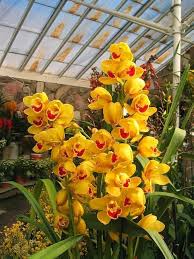 Yellow Orchid Formaldehyde Flower Planting Seeds for Garden NON GMO Seeds