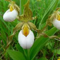 Cypripedium acaule or White Ladyâ€™s Slipper Flower Seeds for Planting - Heirloom & Non-GMO Garden Seeds