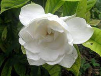 CAPE JASMINE Jasminiodes Fragrant White Shrub Flower Seeds for Planting