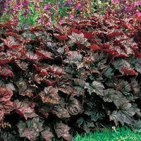 Purple Coral Bells Heuchera Seeds for Planting - Heirloom, NON-GMO Flower Seeds - Shade-Loving Perennial