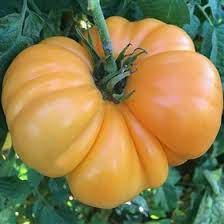 Light Yellow Giant Belgium Tomato Seeds - Heirloom, Non-GMO, High Yield Seeds for Planting