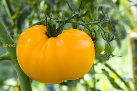 Yellow Giant Tomato Solanum lycopersicum seeds for garden planting