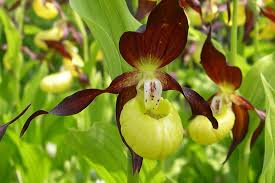 Cypripedium calceolus or Yellow Ladyâ€™s Slipper Flower Seeds for Planting - Heirloom & Non-GMO Garden Seeds