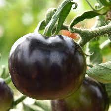 Indigo Rose Tomato Vegetable Seeds for Planting – 100 Pcs pcs