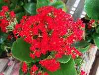 Organic Red Kalanchoe Humilis Plant Seeds for Planting – Heirloom, Non-GMO