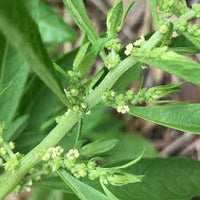 Epazote Dysphania Ambrosioides Plant Seeds for Planting - 100 pcs Heirloom, NON-GMO Seeds