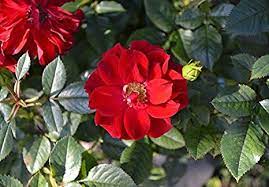 Red Rugrose Rose Plant Seeds for Garden Heirloom Non-GMO Seeds for Planting and Growing