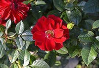 Red Rugrose Rose Plant Seeds for Garden Heirloom Non-GMO Seeds for Planting and Growing