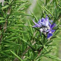 Tuscan Blue Rosemary Herb Seeds for Planting, Heirloom & Non-GMO