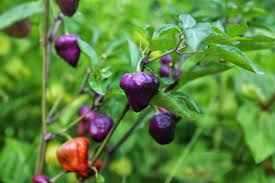 UFO Pepper Seeds for Vegetable Planting, 100 Pcs pcs