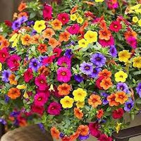 Mixed Hanging Petunia Flower Seeds for Planting - Heirloom, NON-GMO Seeds for Vibrant Garden Blooms