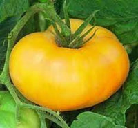 Big Tomato Seeds for Planting, Dark Yellow, 100 Pcs pcs