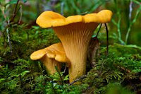 Chanterelle Mushroom Seeds for Planting, Brown, 100 Pcs pcs