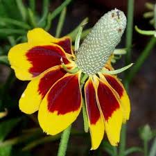 Heirloom Non-GMO Ratibida Flower Seeds for Planting – Hardy Native Wildflower Blooms
