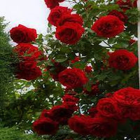 Red Climber Flower Seeds for Planting, NON GMO Seeds