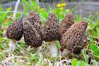 Mixed Morel Mushroom Vegetable Seeds for Planting – Deep Brown Variety 100 Pcs pcs