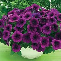 Purple Trailing Petunia Flower Seeds for Planting – Cascading, Fast-Growing, Hanging Basket Blooms