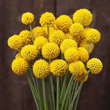 Craspedia Drumstick Yellow Sun Ball Flower Seeds for Planting - Heirloom & Non-GMO Garden Seeds