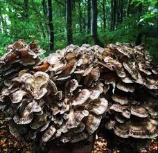 Maitake (Hen of the Woods) Mushrooms Vegetable Seeds for Home & Garden Planting – High Yield & Easy to Grow 100 Pcs pcs