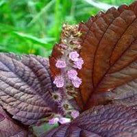 Wild Basil Beefsteak (Perilla) Seeds for Planting-Aromatic Herb and Flavorful Gardens ? Fresh Herb for Your Garden