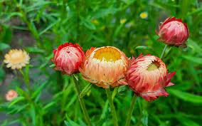 Strawflower Salmon Rose Seeds for Planting - Heirloom and Non-GMO Garden Seeds