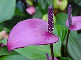 Violet Anthurium Andraeanum Flower Seeds for Planting -Heirloom and Non-GMO garden seeds