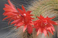 Cleistocactus Colademononis Flower Planting Seeds for Garden NON GMO Seeds