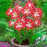 Red White Amaryllis Flower Seeds for Planting - NON GMO Seeds
