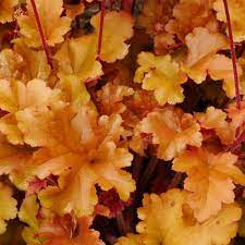 Orange Heuchera Seeds for Planting - Heirloom, NON-GMO Perennial Seeds for Garden Landscaping & Borders for planting in home garden