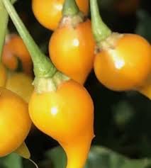 Yellow Biquinho Pepper Capsicum chinense seeds for urban garden planting