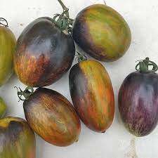 Atomic Grape Tomato Solanum lycopersicum for planting in container garden