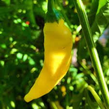 Yellow Aji Limon Pepper Capsicum baccatum seeds for garden planting
